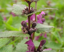 File:Lamium maculatum MdE.jpg