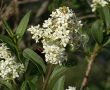 Bagous tempestivus (Herbst, 1795)