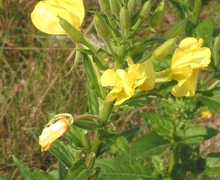 File:Grote Teunisbloem closeup.jpg