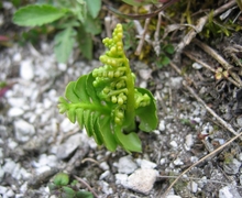 Datei:Botrychium lunaria.jpeg